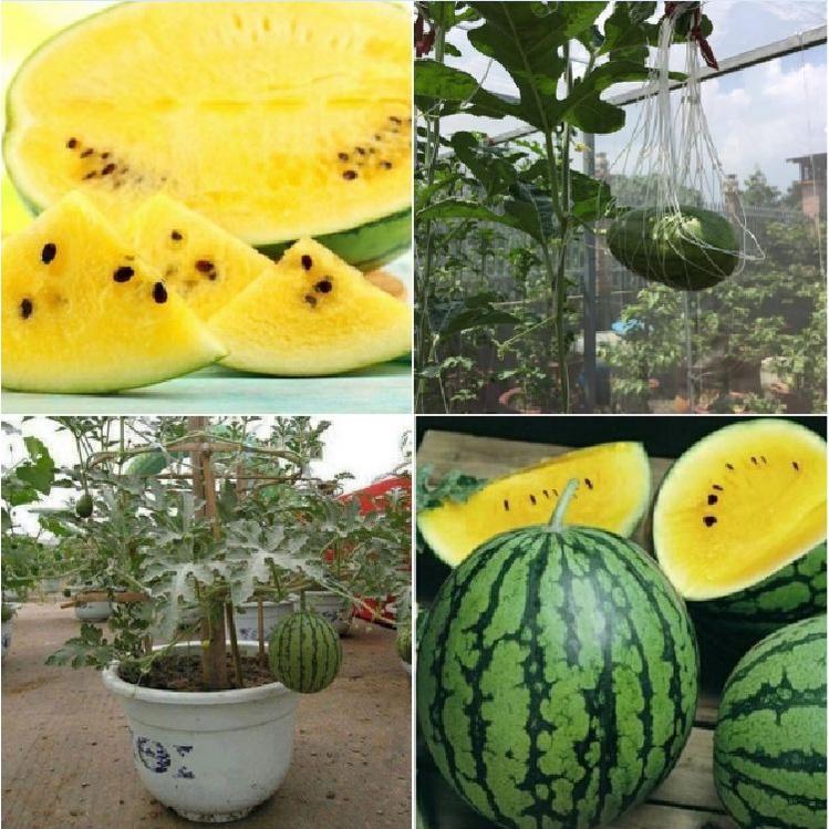 Hạt giống dưa hấu ruột vàng F1 CT85 - Gói 10 hạt