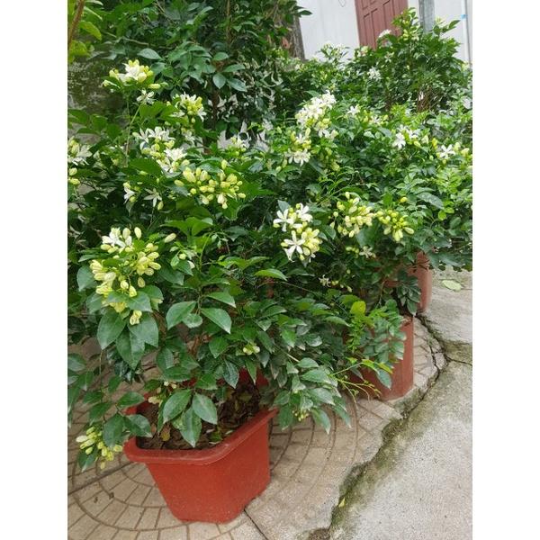 Cây hoa nguyệt quế đẹp cây y hình