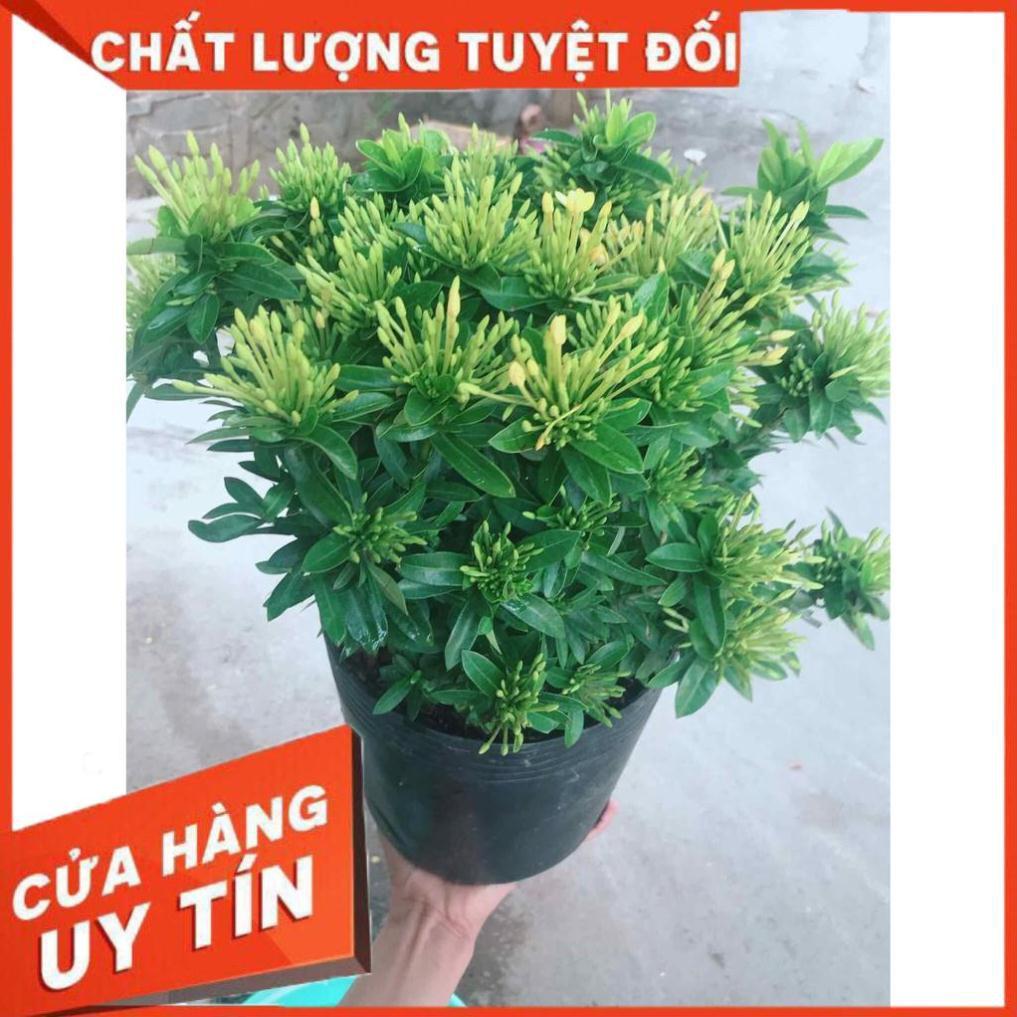 Hoa trang thái Nhiều Người Mua