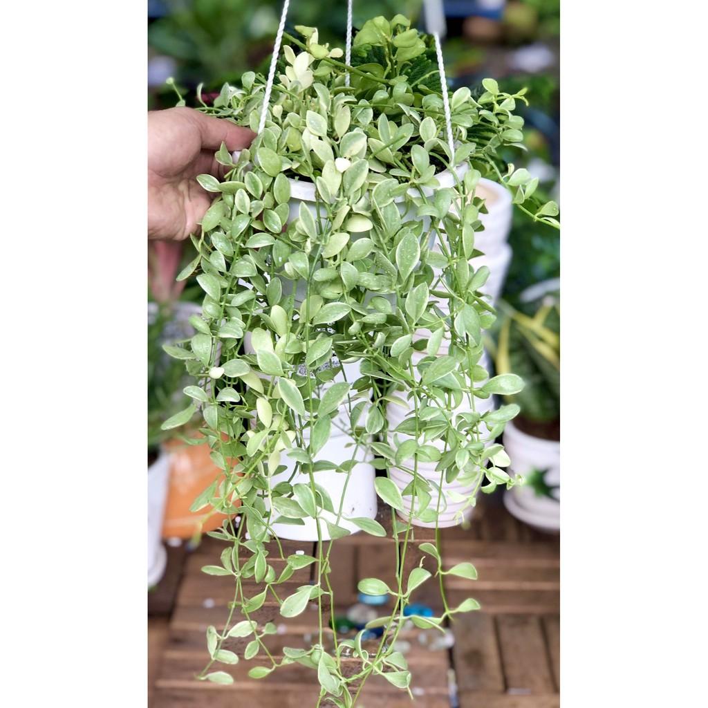 Chậu treo cây hạt dưa cảm thạch rủ