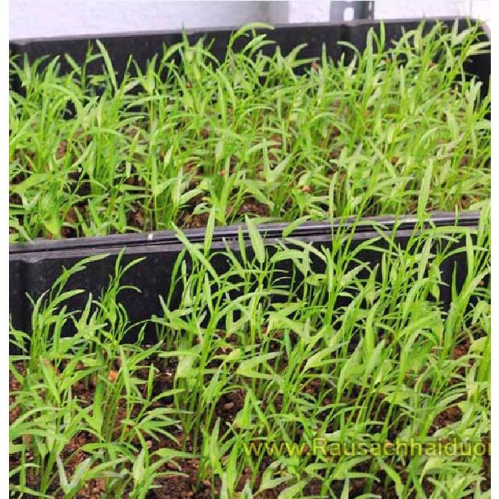 Hạt Giống Rau Muống Lá Tre dể trồng f1- Gói 50gr-tặng kèm gói phân bón lót