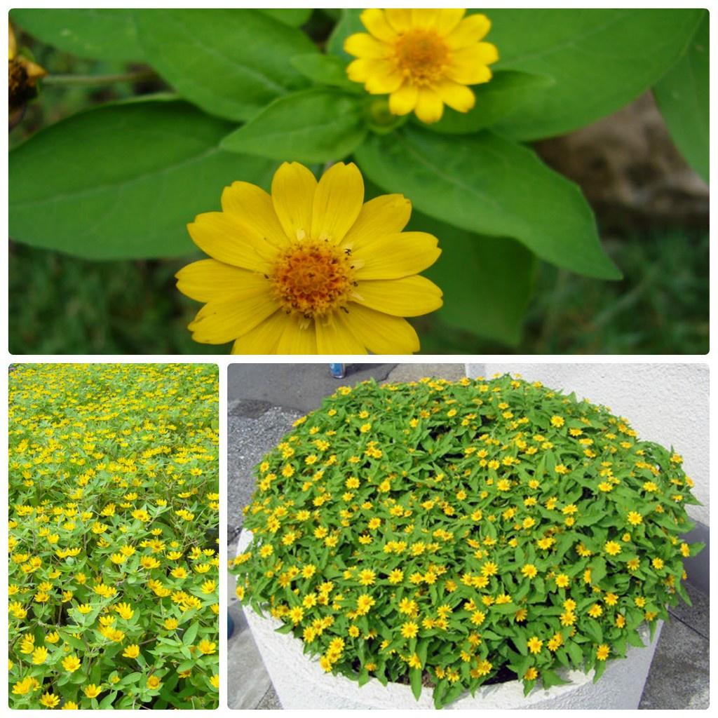 Hạt giống hoa cúc mặt trời dể trồng,giống chuẩn f1 -1 gói 30 hạt