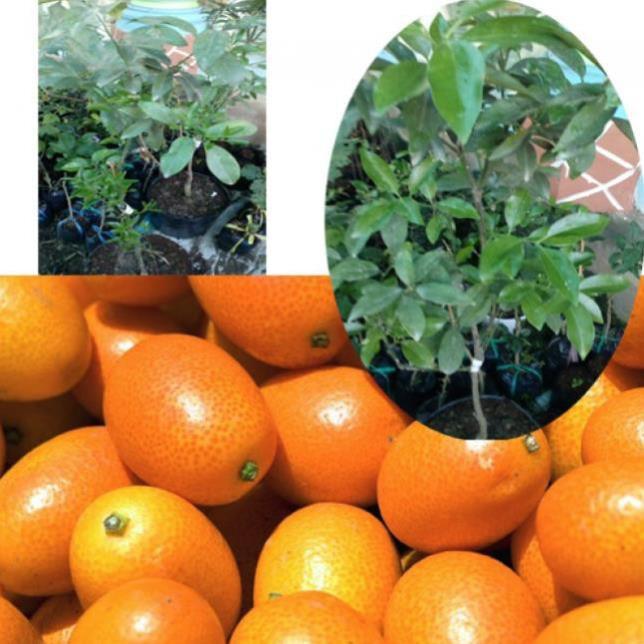 Sản phẩm CÂY QUẤT NGỌT Sẵn quả sẵn trồng có trái ăn luôn