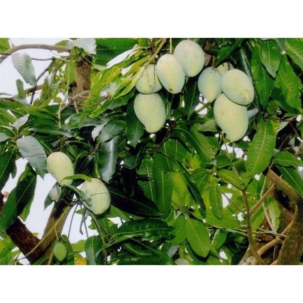 Cây giống xoài cát hòa lộc