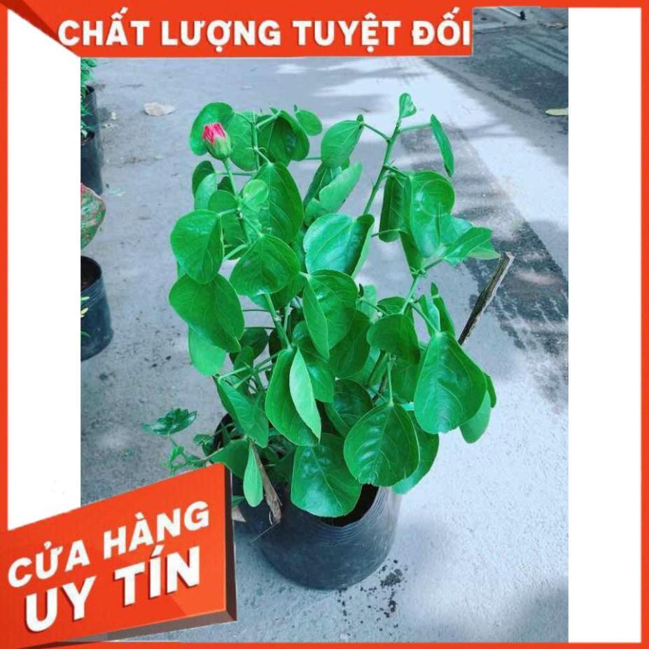 Hoa Dâm Bụt Kép Nhiều Người Mua