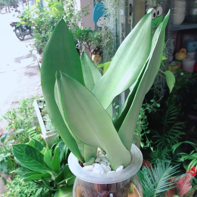 Chậu Lưỡi Hổ Bạc Thuỷ Canh