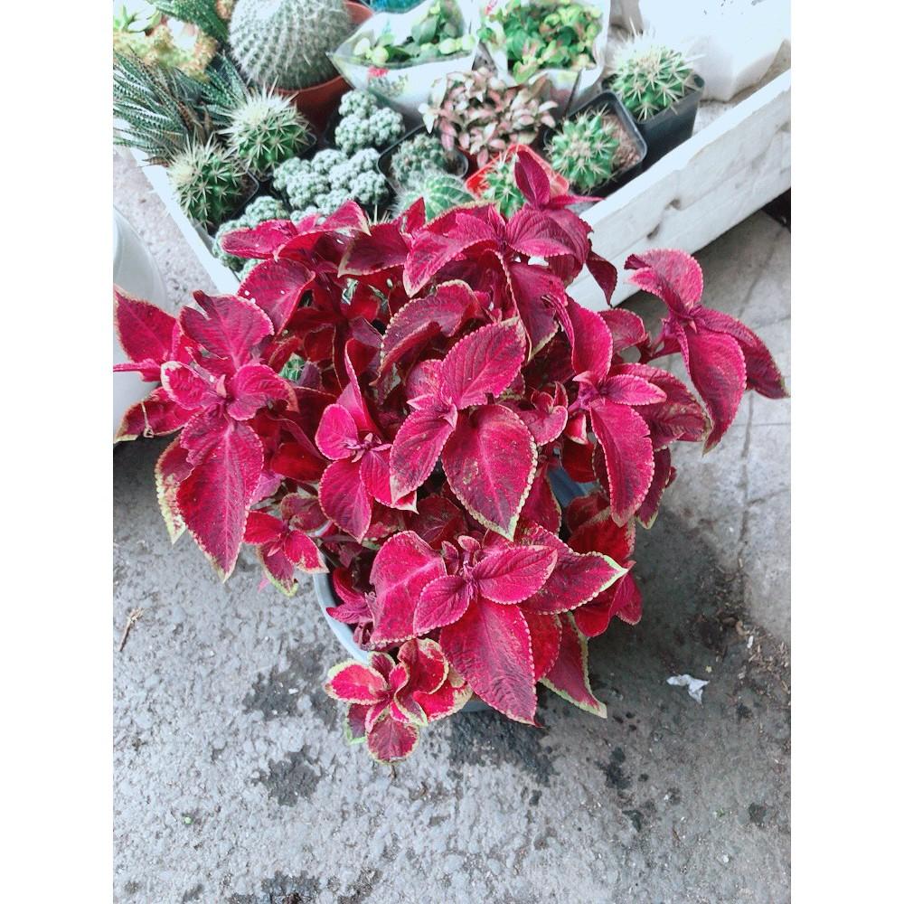 Chậu Cây Lá Gấm