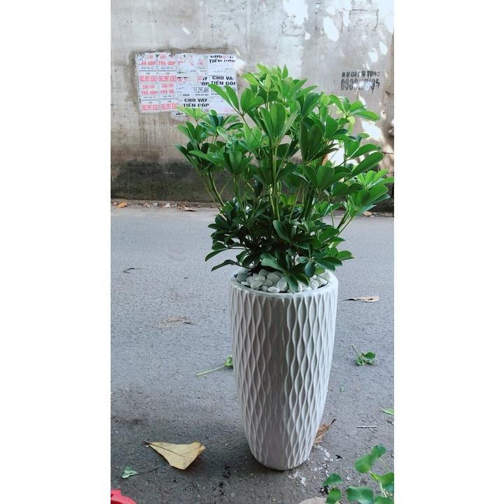 Chậu Cây Ngũ Gia Bì Lớn Đuổi Muỗi