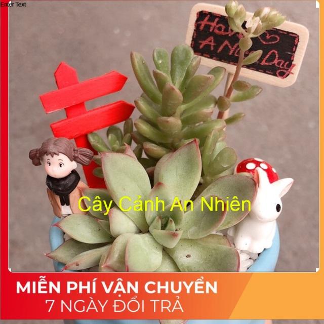 Chậu sen đá tiểu cảnh