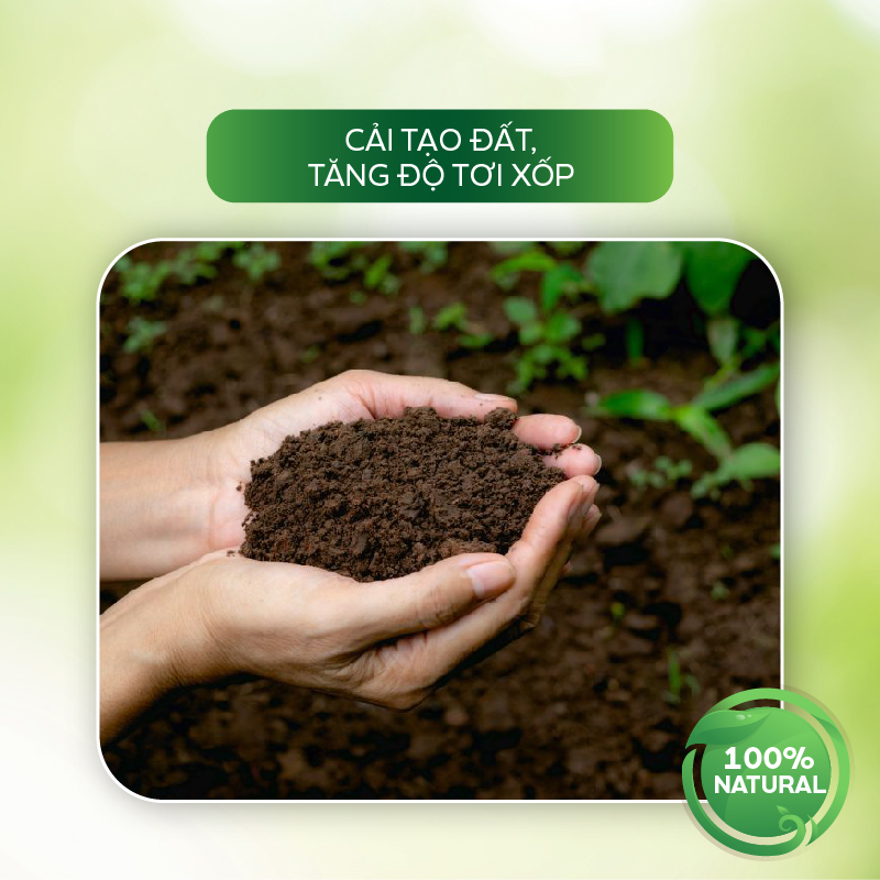Thuốc Trị Nấm AT Phòng Trừ Đốm Nâu, Nấm Thân, Thối Cổ Rễ Nấm Tắc Kè Trên Cây Thanh Long – Fugi Can 250ml