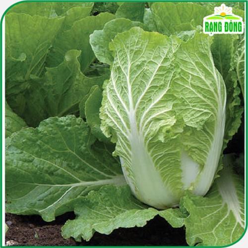 Hạt giống Cải Thảo Dễ Chăm Sóc, Trồng Quanh Năm - Hạt Giống Rạng Đông