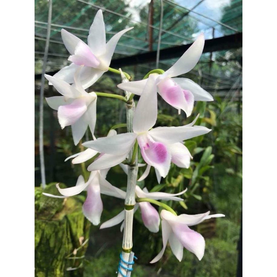 Phi điệp gái nhảy