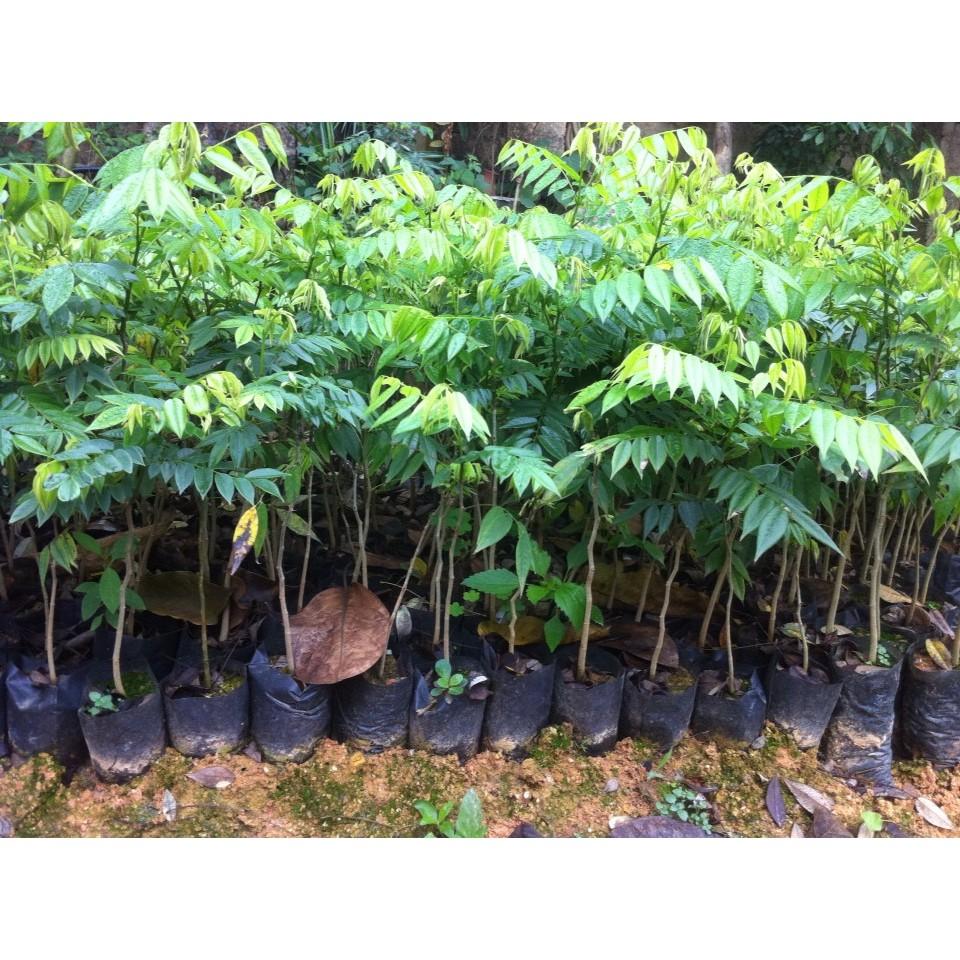 1 KG HẠT GIỐNG CÂY SƯA ĐỎ