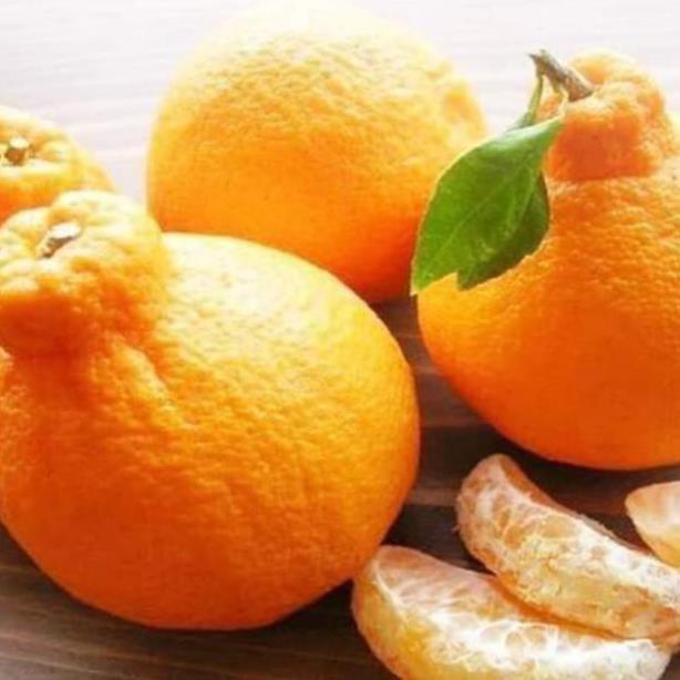 Cam DEKOPON, cây giống bầu khỏe