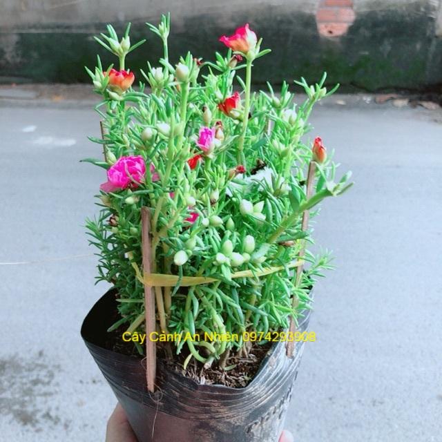 Hoa Mười Giờ Mỹ