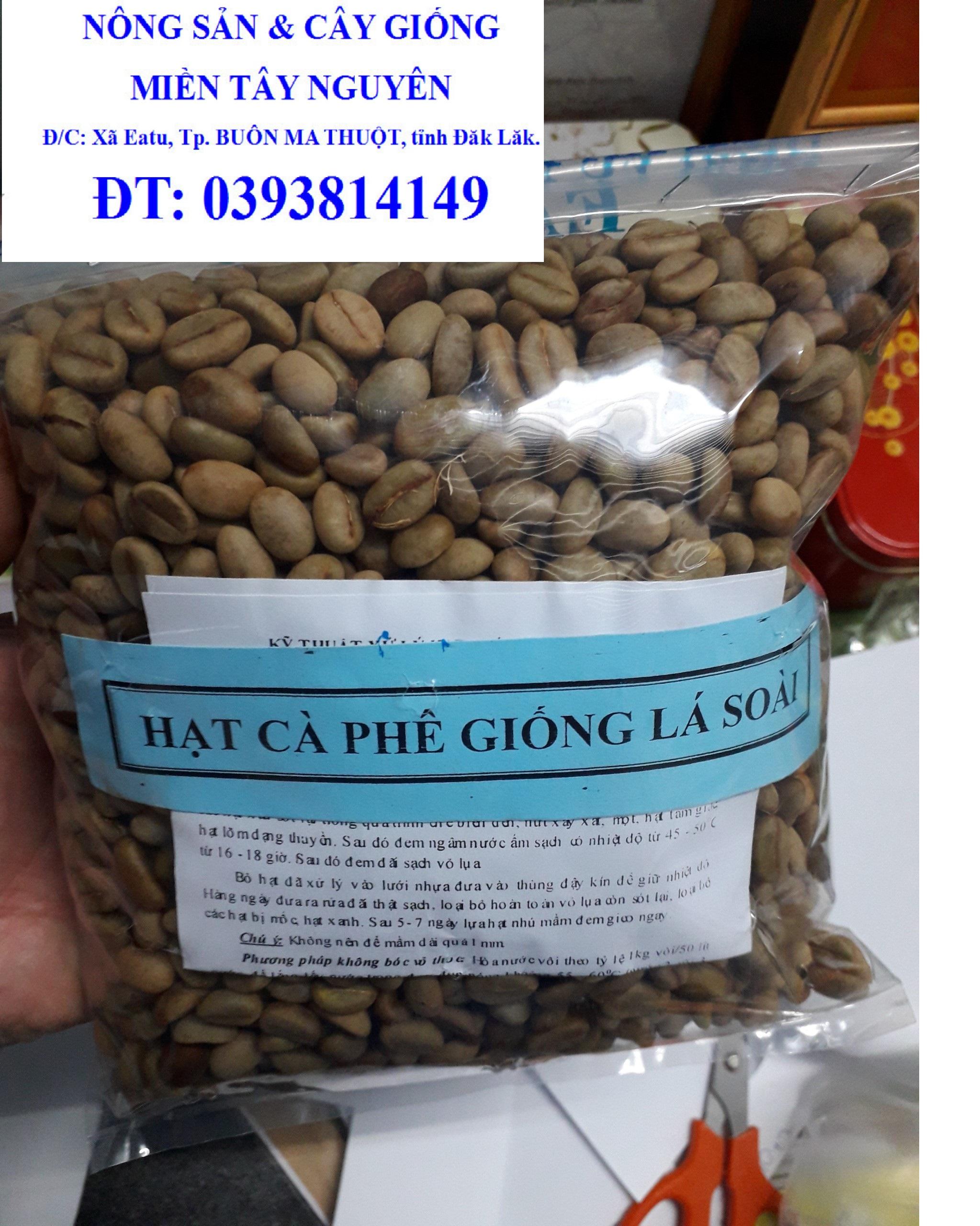 1 KG Hạt giống Cà Phê VỐI CAO SẢN Lá Xoài  - HẠT TUYỂN CHỌN TỪ CÂY MẸ. KÈM HƯỚNG DẪN ƯƠM]