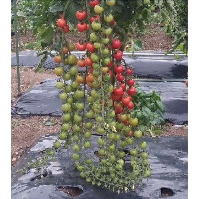 Hạt giống cà chua bi chùm quả đỏ - Gói 20 hạt/tặng kèm gói phân bón lót