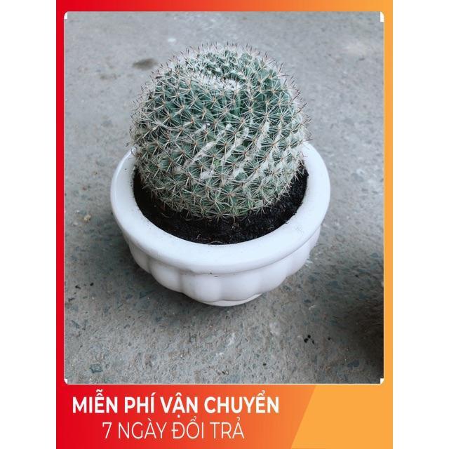 Chậu Xương Rồng Bánh Sinh Nhật