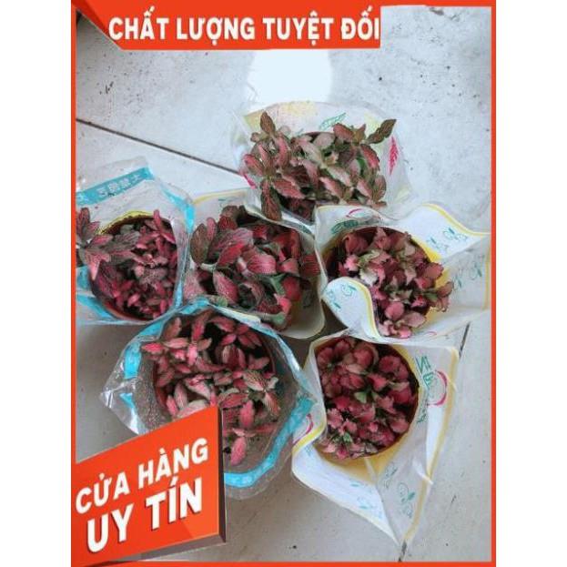 Cẩm Nhung Đỏ 35k/c