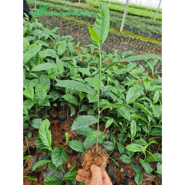 1 KG HẠT GIỐNG CÂY SÒ ĐO CAM - HẠT ĐẸP TUYỂN CHỌN BAO NẢY MẦM. .(