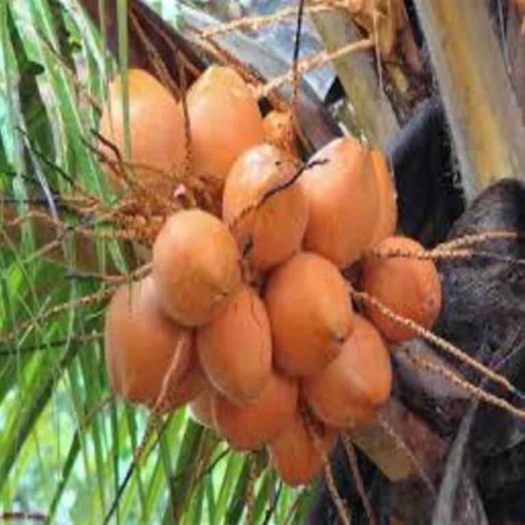 cây giống dừa xiêm lùn đỏ cây giống chuẩn cho quả sai chất lượng tốt