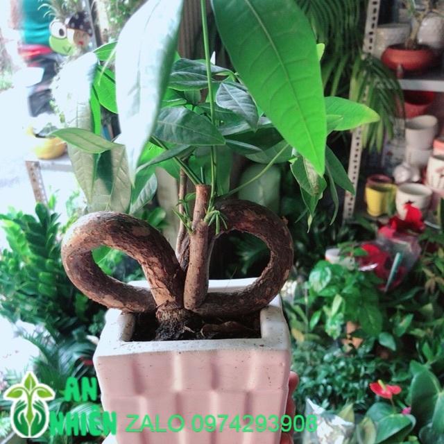 Chậu Kim Ngân Nơ