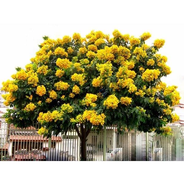 50 gram hạt giống giáng hương