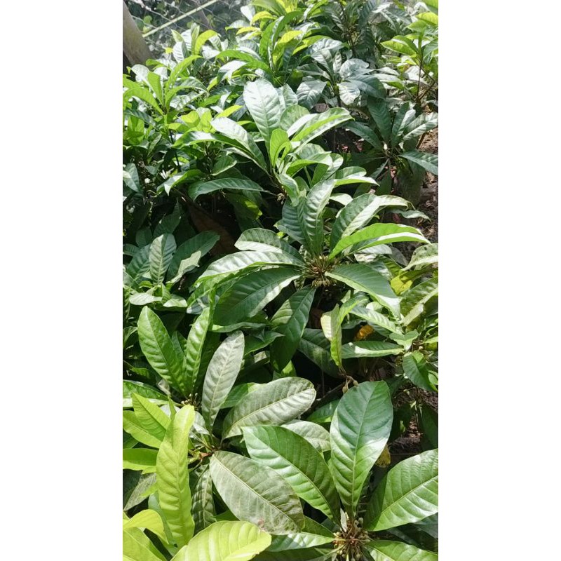 Cây Giống Lêkima