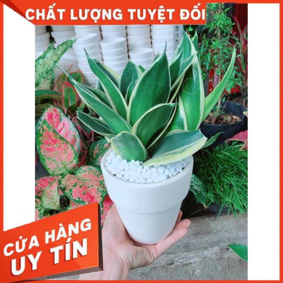 Chậu lưỡi hổ thái búp sen Nhiều Người Mua