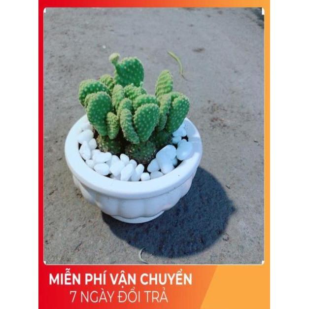 Chậu Xương Rồng Tai Thỏ