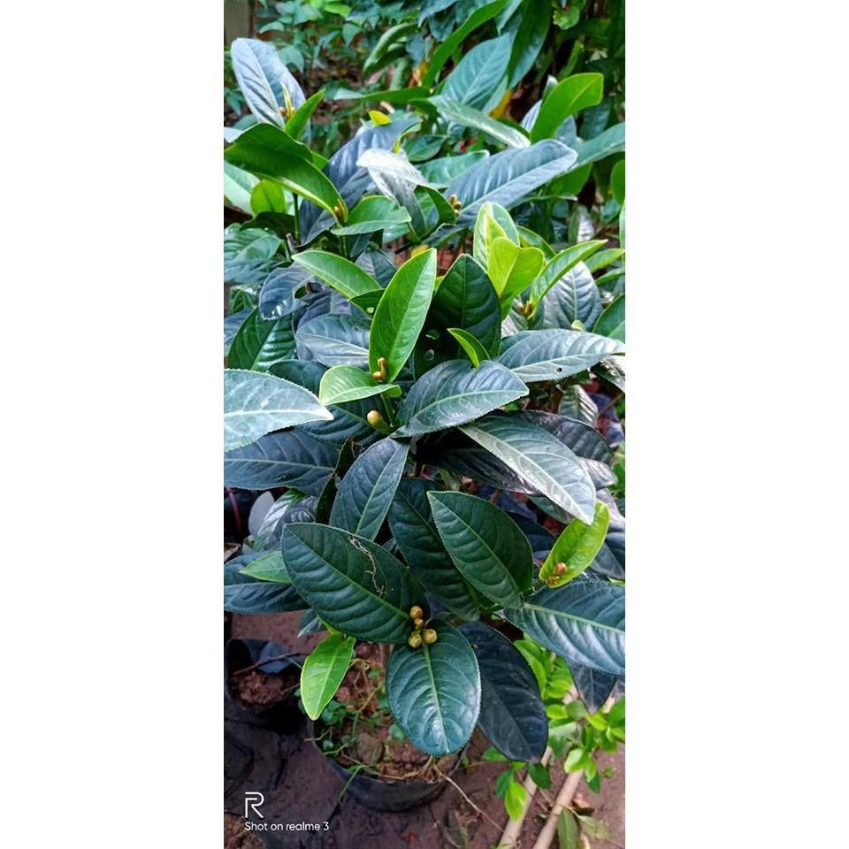 HOA HẢI ĐƯỜNG SẴN NỤ