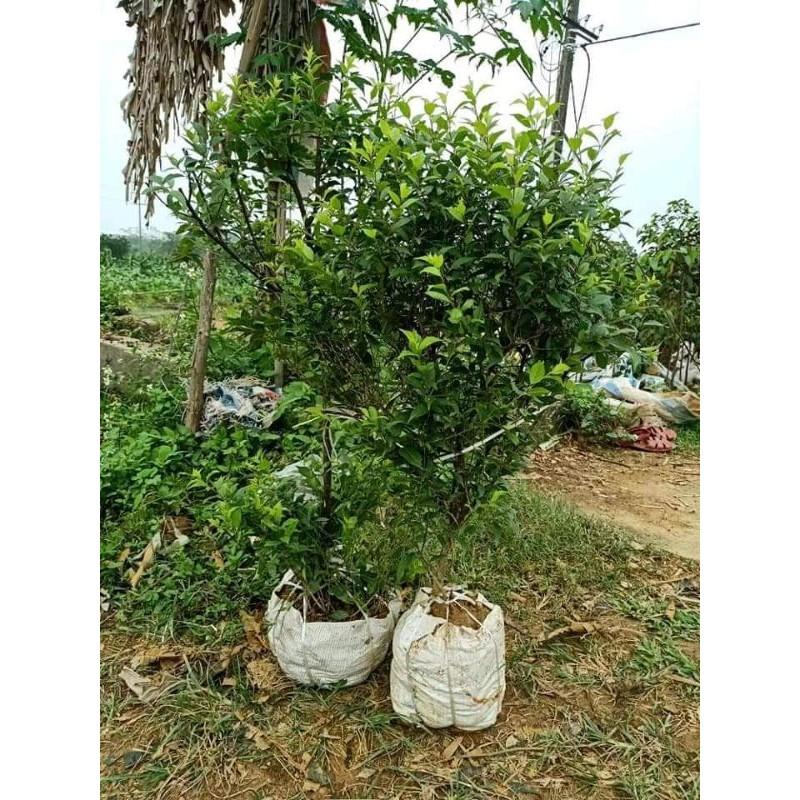 Cây to đẹp dễ trồng
