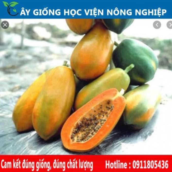 Sản phẩm Cây Ăn Trái cây giống đu đủ thái
