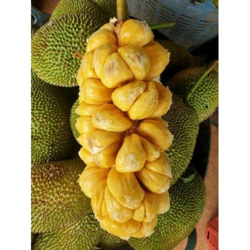 Cây  mít  tố  nữ