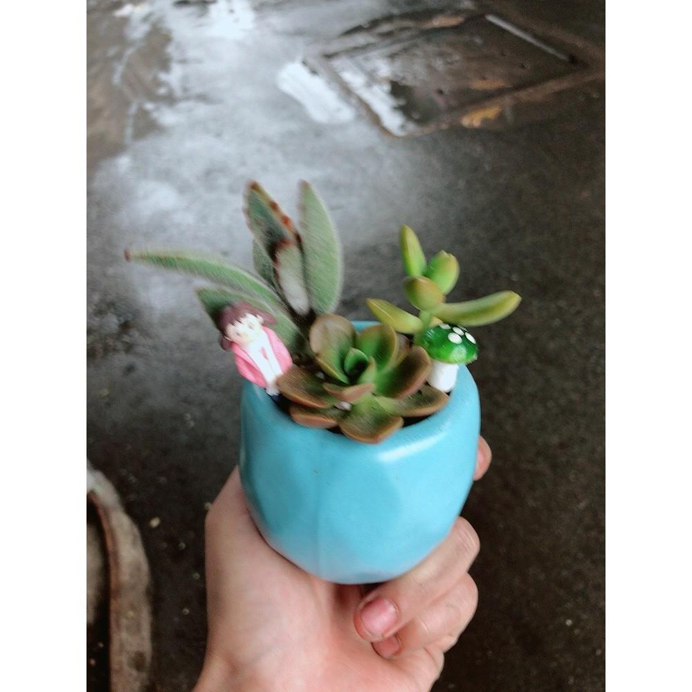 Chậu sen đá tiểu cảnh 7