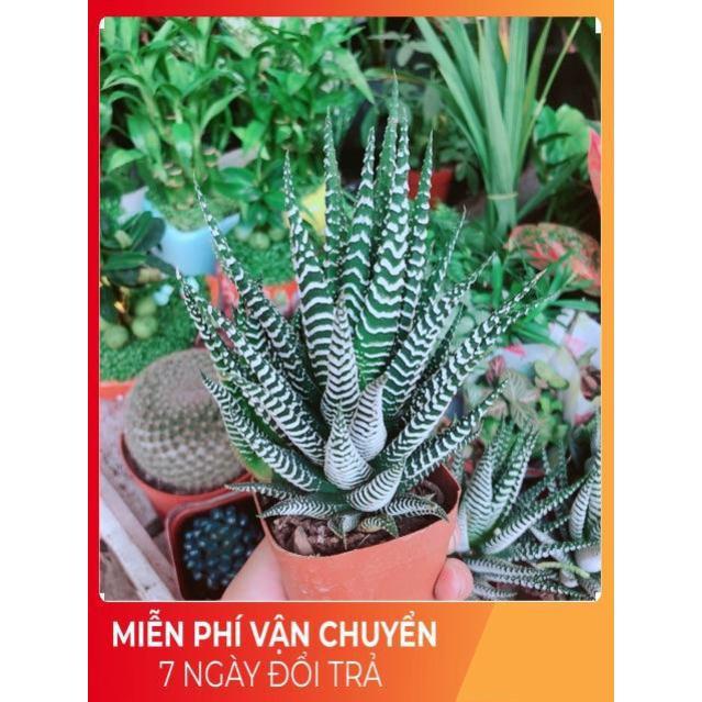 Chậu Móng Rồng