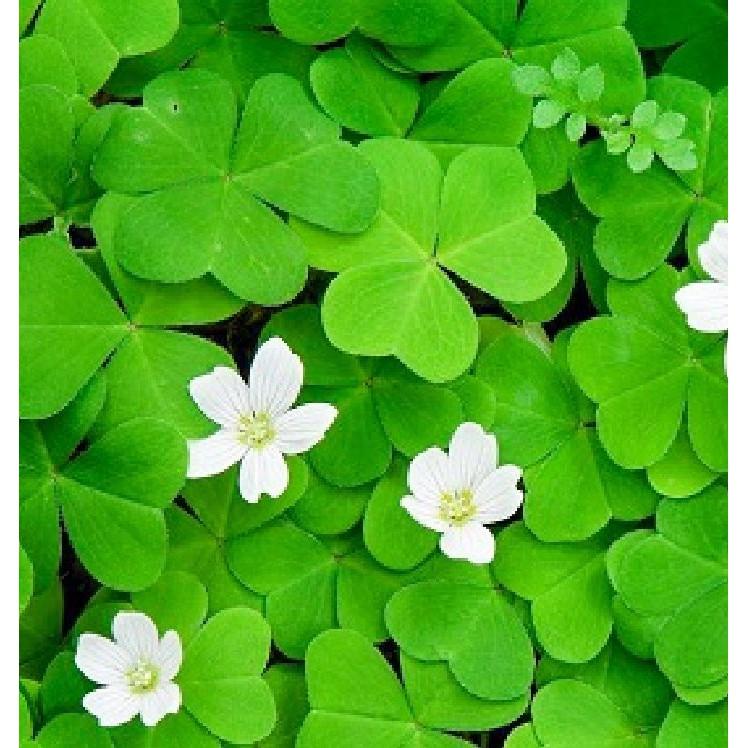 Hạt giống cỏ ba lá - 1 gói 50 hạt