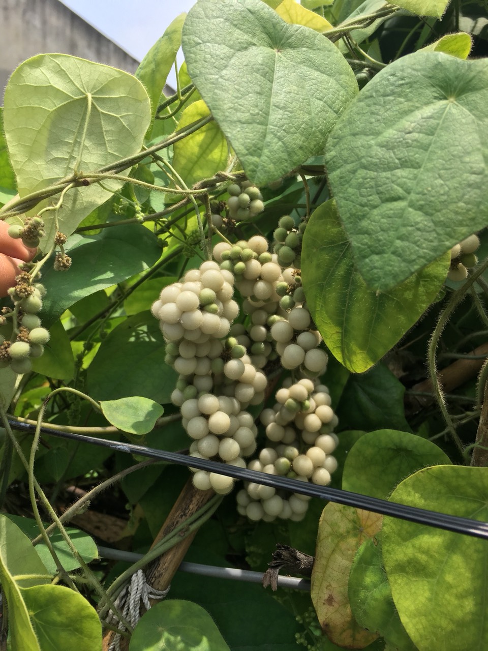 Hạt giống sâm lông 3 gói