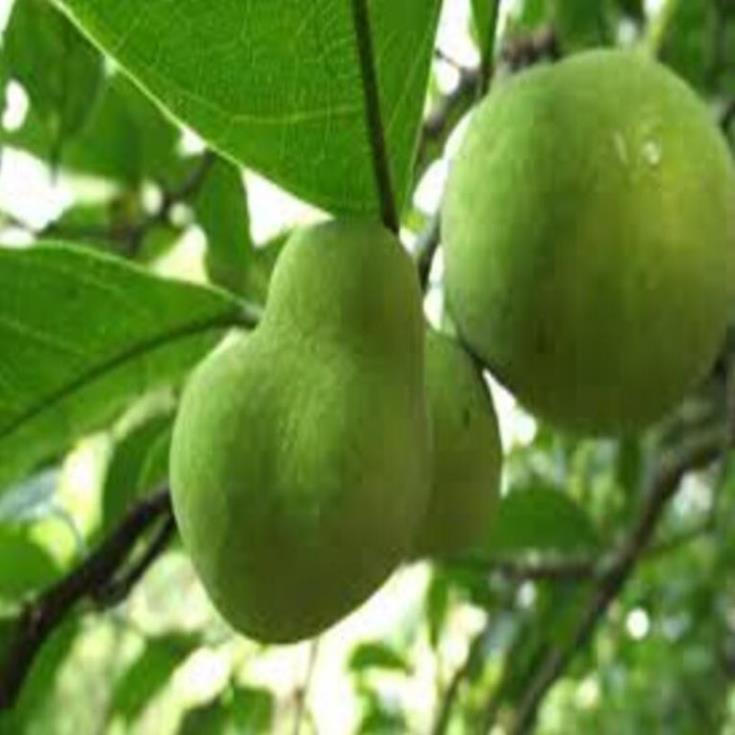 Cây CHAY giống - Cây giống chuẩn F1 - Siêu quả, cam kết chất lượng
