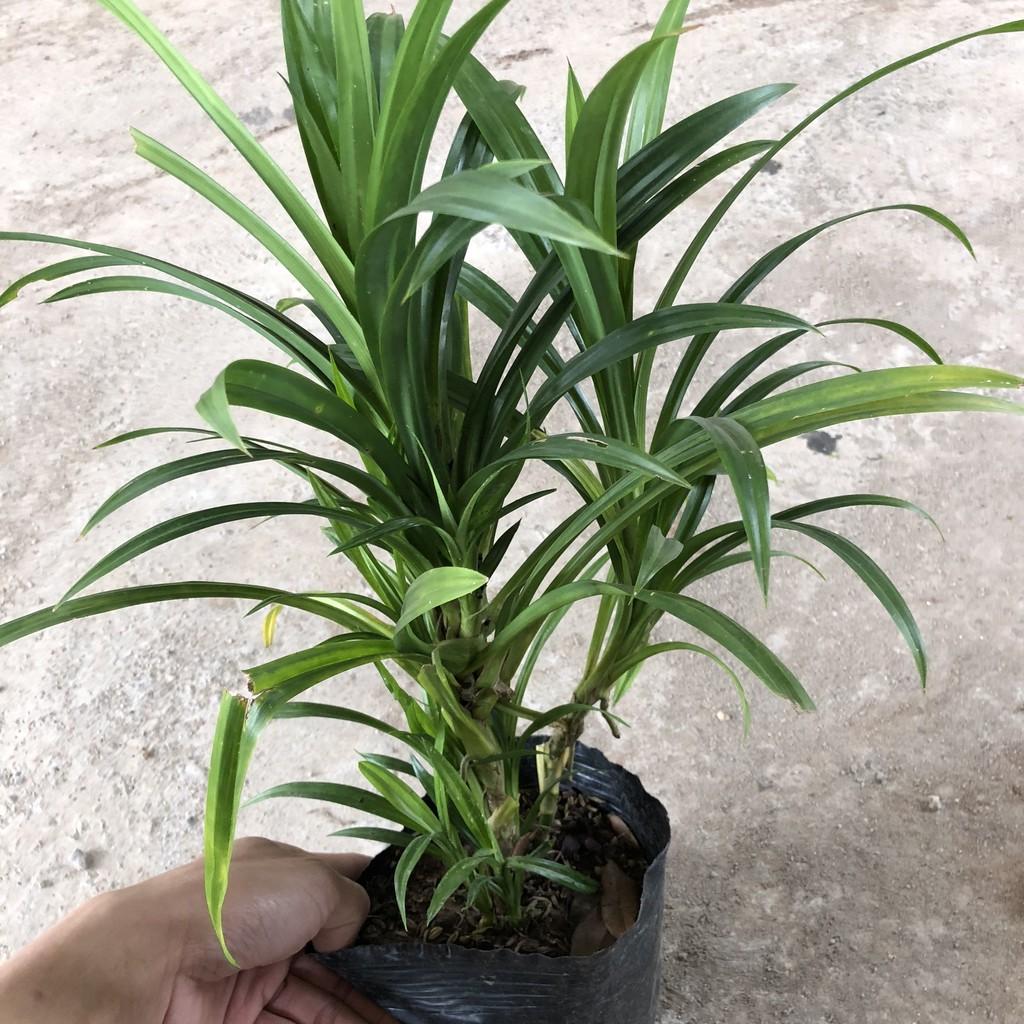 Cây hạnh phúc, chiều cao 30-35cm cây tán to đẹp dễ chăm sóc, thích hợp trang trí cảnh quan sân vườn quán cafe, nội thất