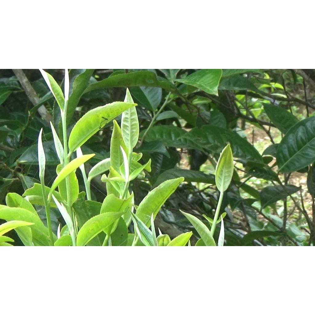 Cây giống chè shan tuyết cổ thụ Tả Phìn Hồ - Hà Giang