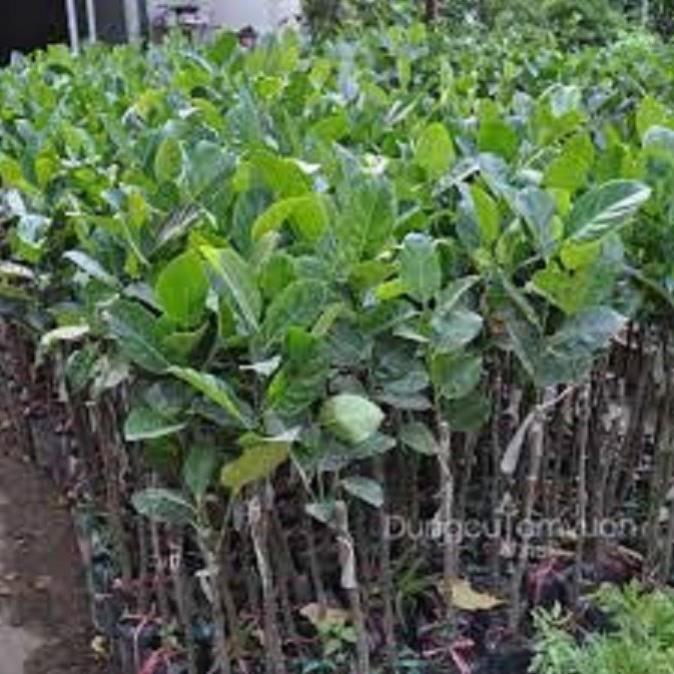 CÂY MÍT TA GIỐNG - Nhanh Quả thơm ngon nhiều múi