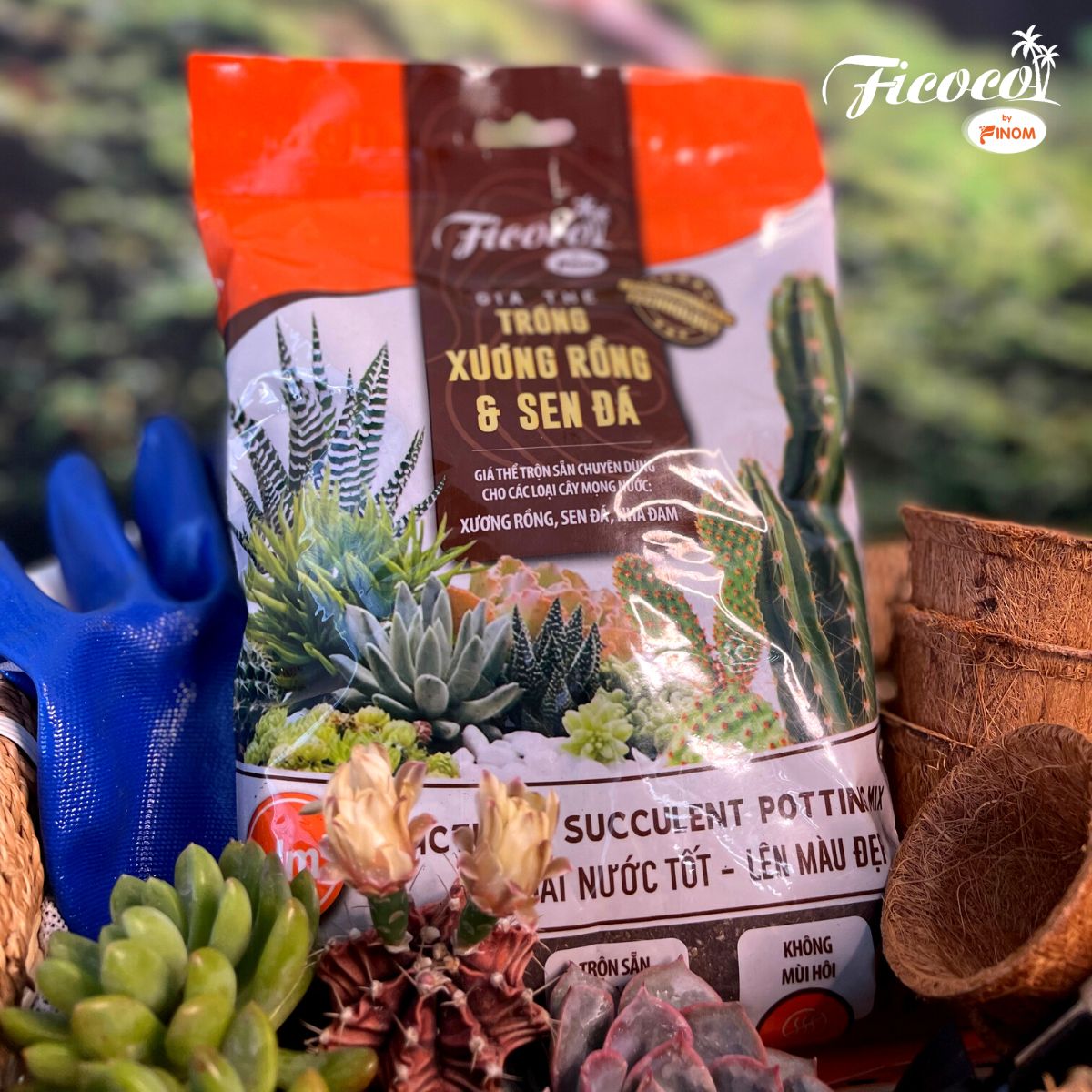 GIÁ THỂ XƯƠNG RỒNG & SEN ĐÁ FICOCO - 2 LÍT
