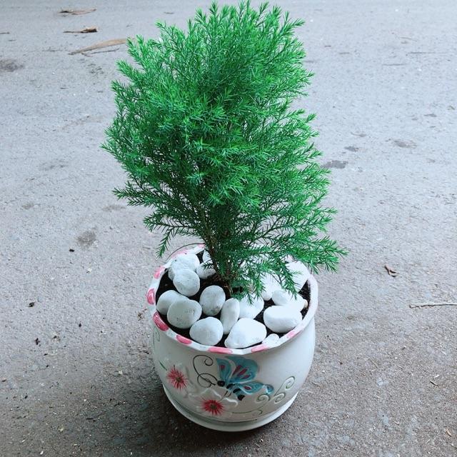 Chậu Tùng Bồng Lai