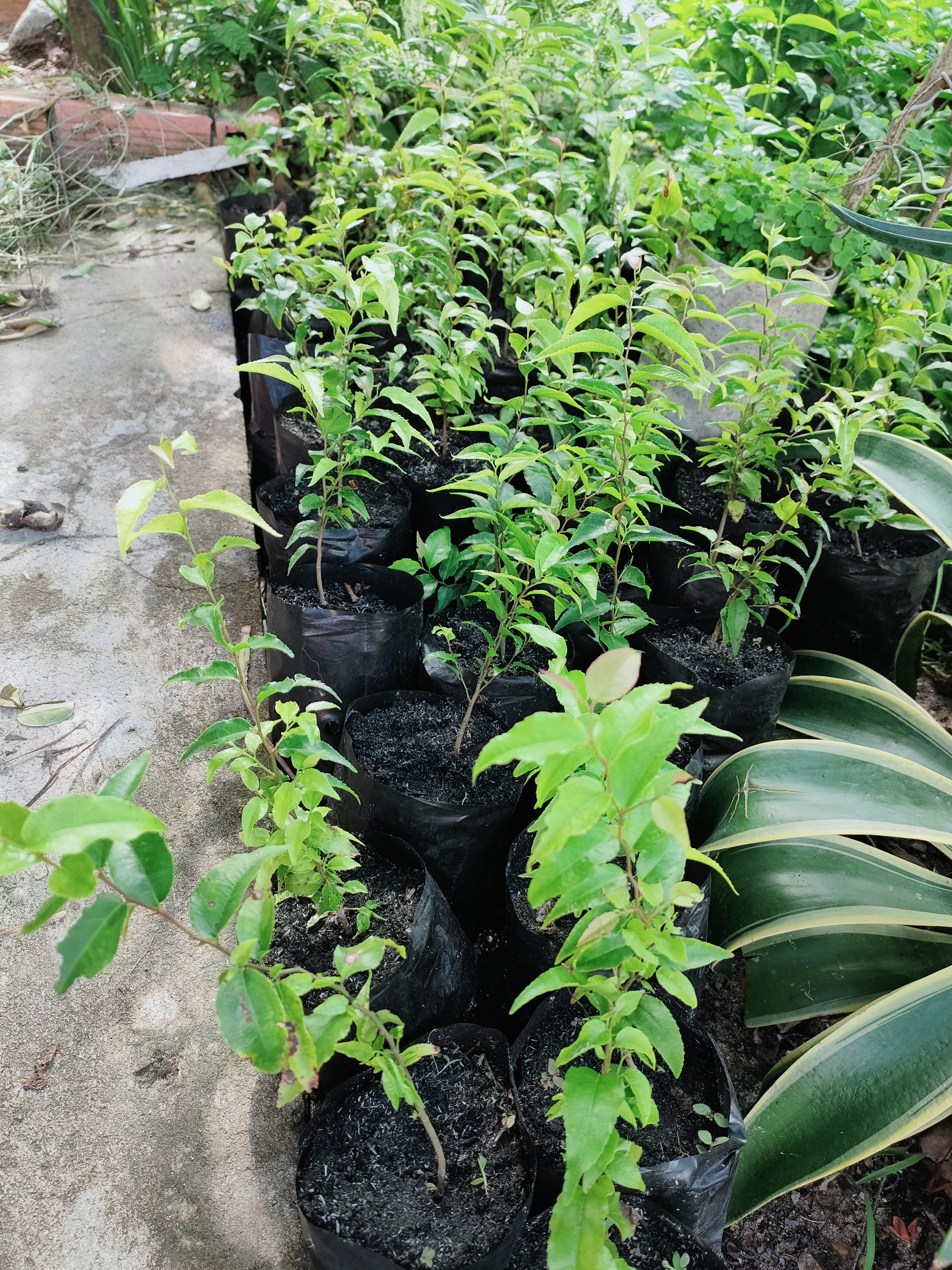 Cây hồng quân giống nhỏ 37k