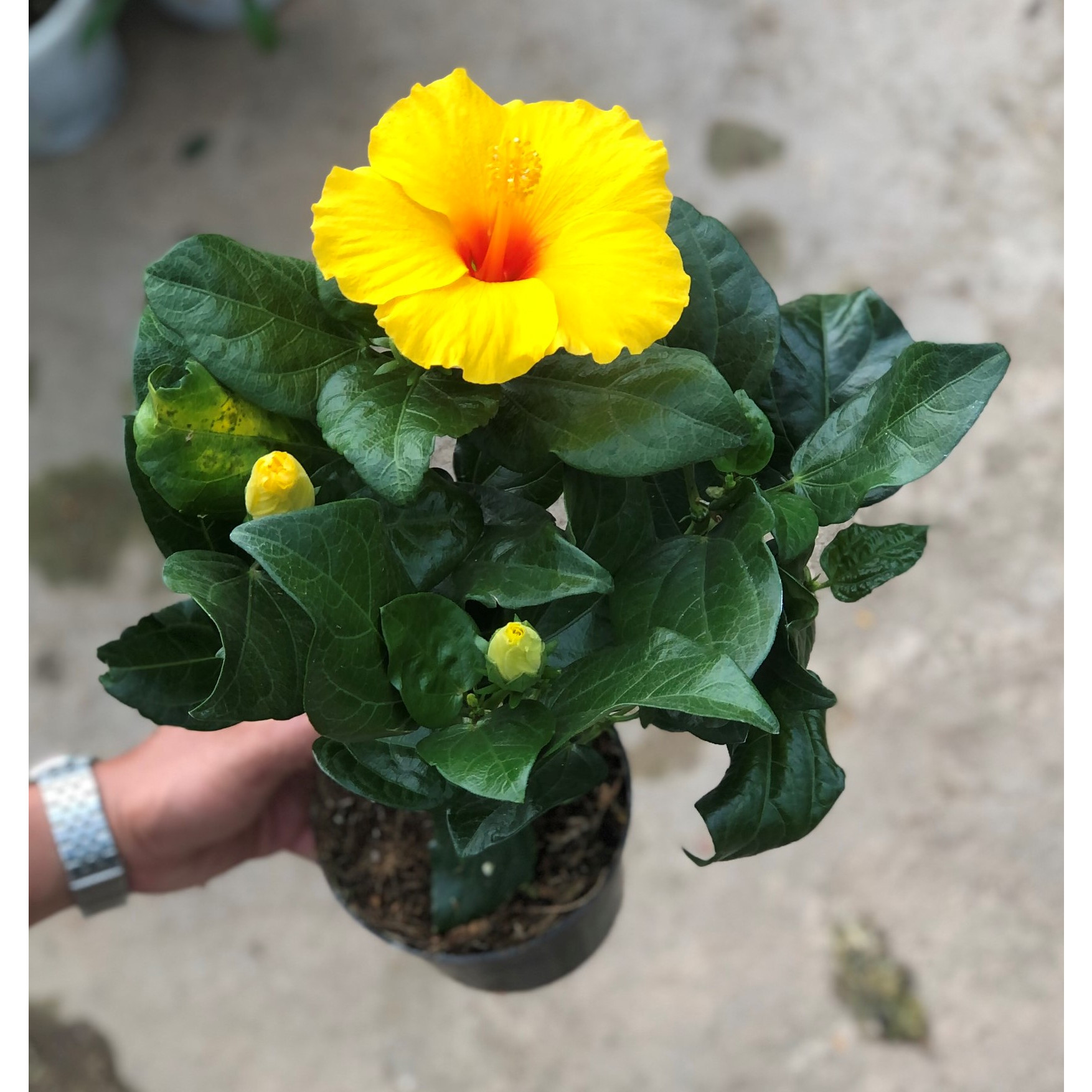 Chậu bông bụt hoa màu kem trồng nơi có nhiều nắng