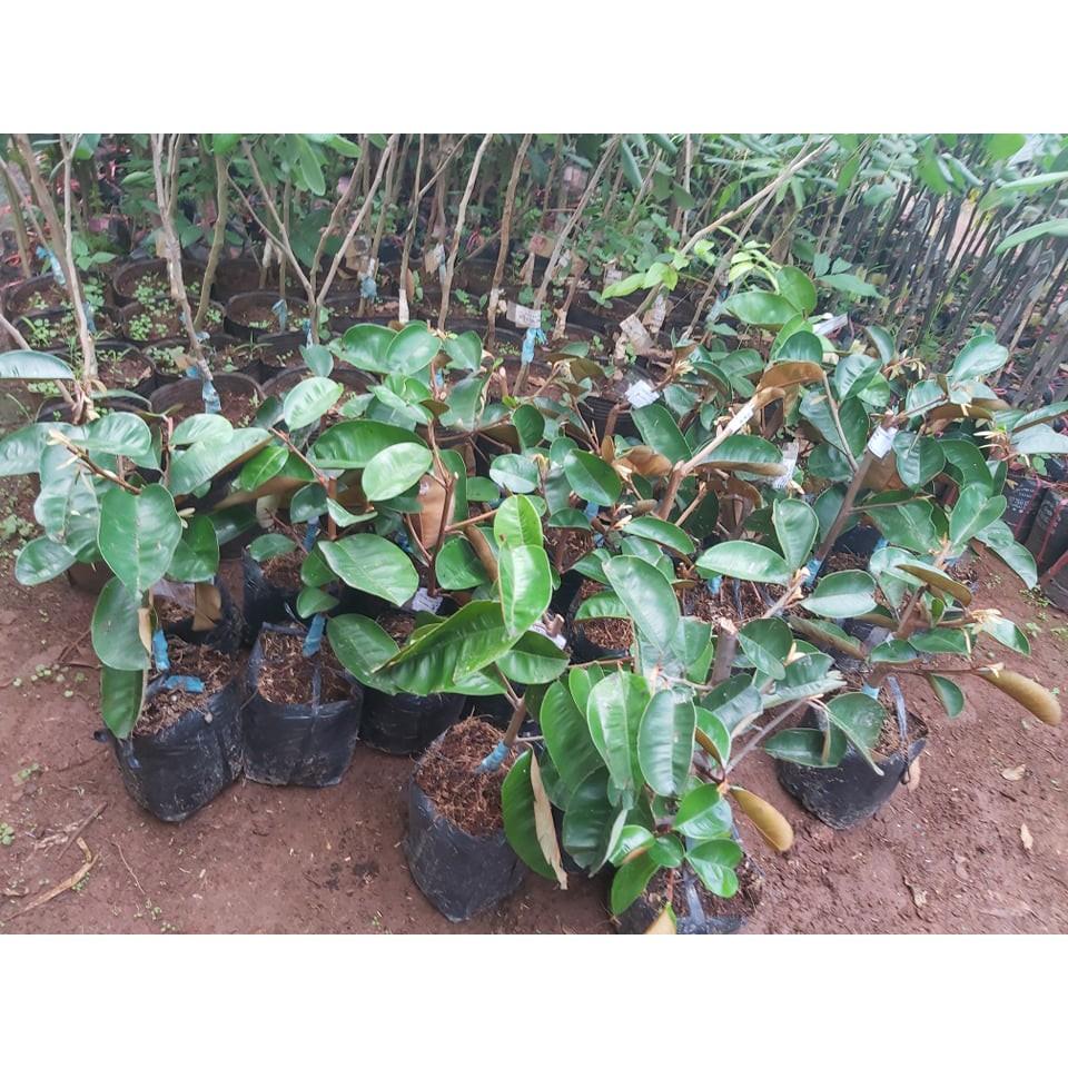 Cây giống Vú Sữa Lò rèn .