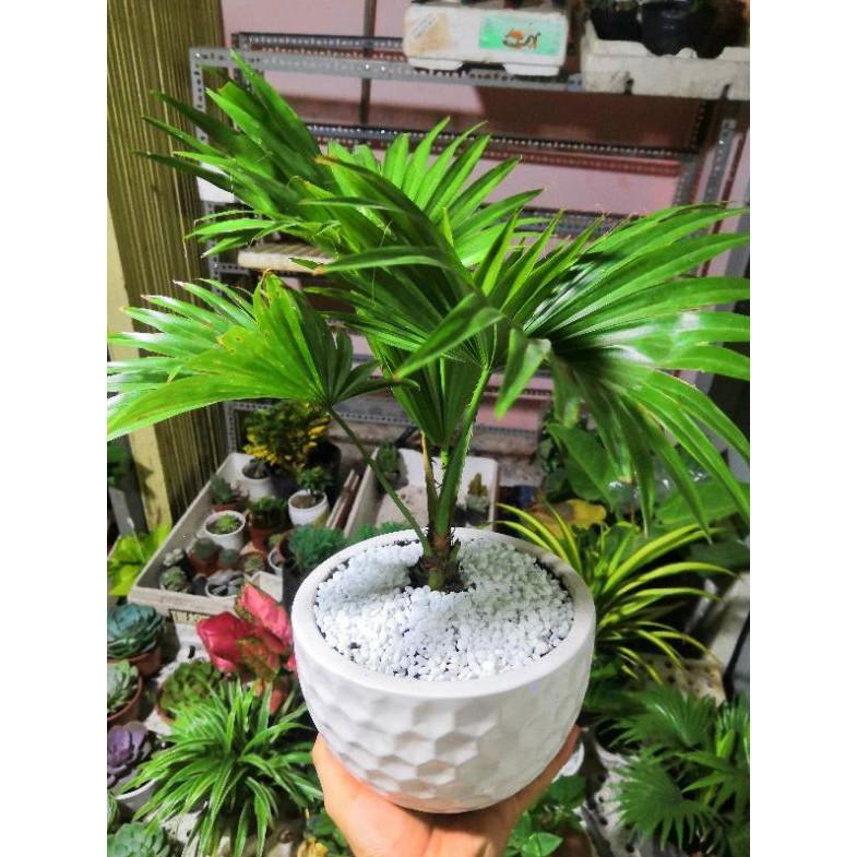 Chậu cây cọ Bán Chạy