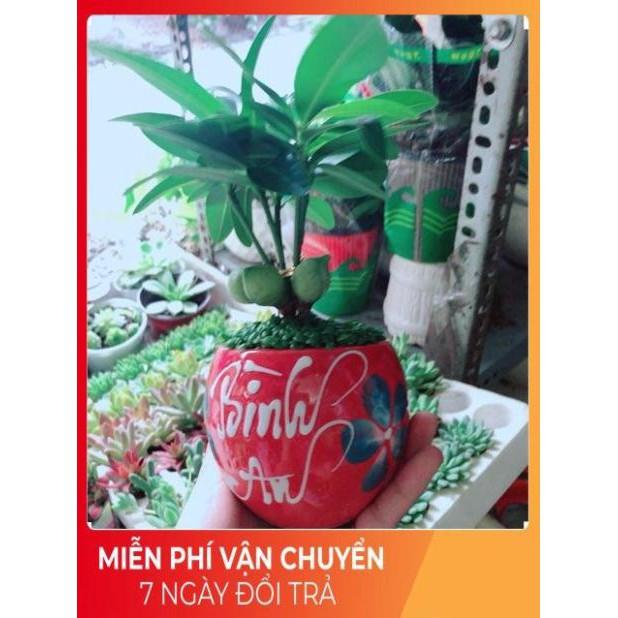Chậu Cây May Mắn Bình An