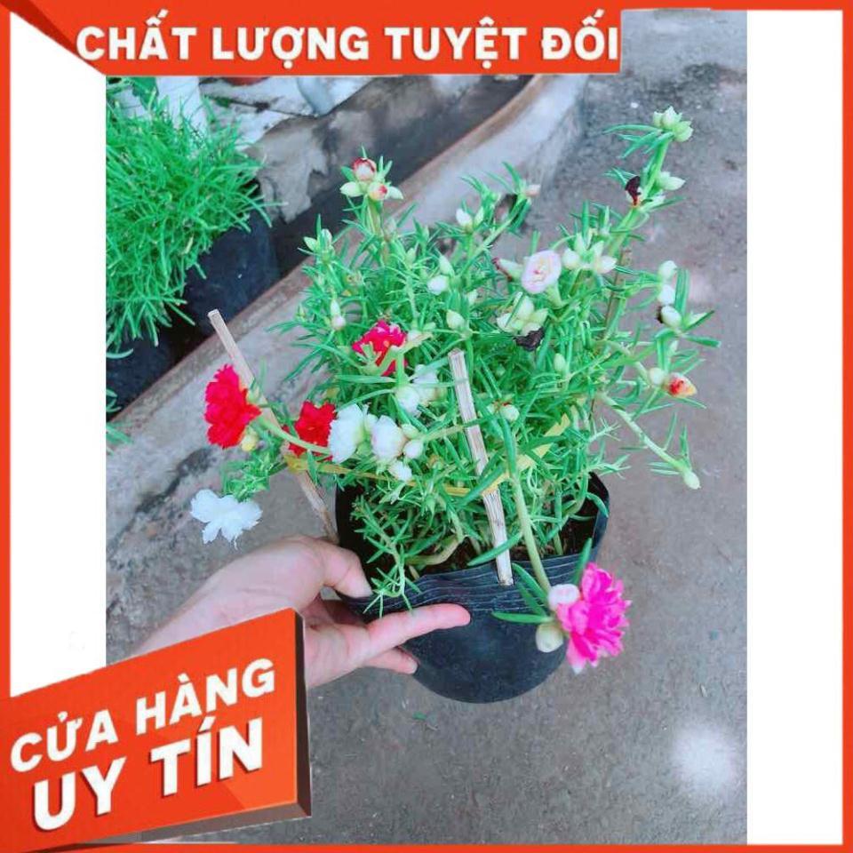 Hoa mười giờ mỹ Nhiều Người Mua